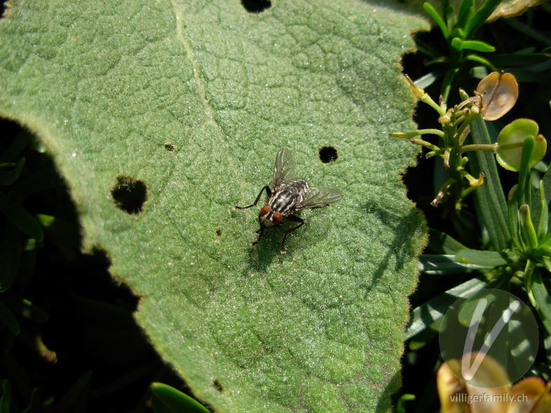 Graue Fleischfliege: Übersicht